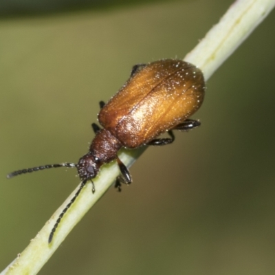 Ecnolagria grandis (Honeybrown beetle) at Higgins, ACT - 23 Dec 2022 by AlisonMilton