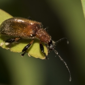 Ecnolagria grandis at Higgins Woodland - 23 Dec 2022