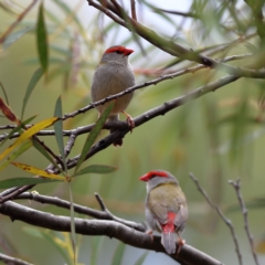 Neochmia temporalis (Red-browed Finch) at Mount Painter - 23 Nov 2023 by MichaelWenke