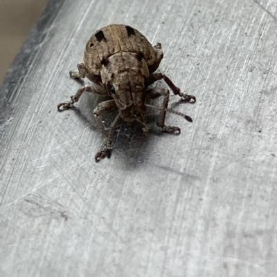 Eurymetopus birabeni (Weevil) at Theodore, ACT - 23 Nov 2023 by Cardy