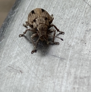 Eurymetopus birabeni at Theodore, ACT - 23 Nov 2023