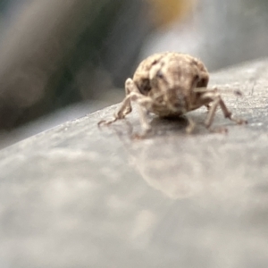 Eurymetopus birabeni at Theodore, ACT - 23 Nov 2023 05:56 PM