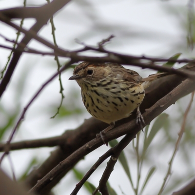 Pyrrholaemus sagittatus (Speckled Warbler) at Belconnen, ACT - 23 Nov 2023 by Trevor