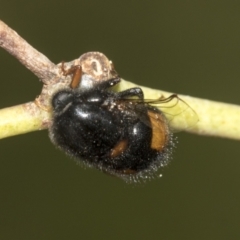 Pterodontia mellii at Higgins, ACT - 23 Dec 2022