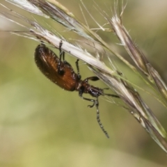 Ecnolagria grandis (Honeybrown beetle) at Higgins, ACT - 23 Dec 2022 by AlisonMilton