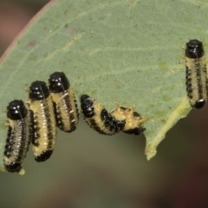 Paropsis atomaria at Higgins, ACT - 23 Dec 2022