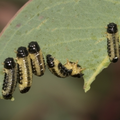 Paropsis atomaria (Eucalyptus leaf beetle) at Higgins, ACT - 23 Dec 2022 by AlisonMilton