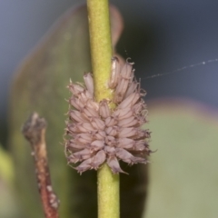 Paropsis atomaria at Higgins, ACT - 23 Dec 2022