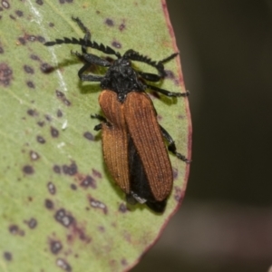 Porrostoma sp. (genus) at Higgins, ACT - 23 Dec 2022