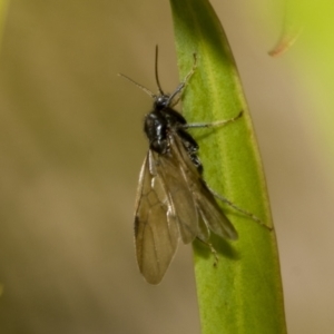 Symphyta (suborder) at Higgins, ACT - 23 Dec 2022