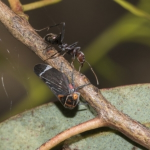 Eurymeloides lineata at Higgins, ACT - 23 Dec 2022