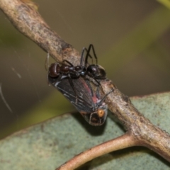 Eurymeloides lineata at Higgins, ACT - 23 Dec 2022