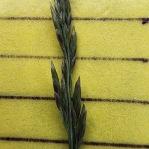Eragrostis curvula at Weston, ACT - 23 Nov 2023