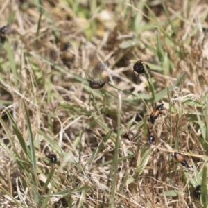 Phyllotocus navicularis at Cantor Crescent Woodland, Higgins - 23 Dec 2022