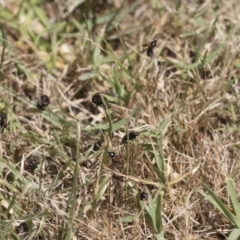 Phyllotocus navicularis at Cantor Crescent Woodland, Higgins - 23 Dec 2022