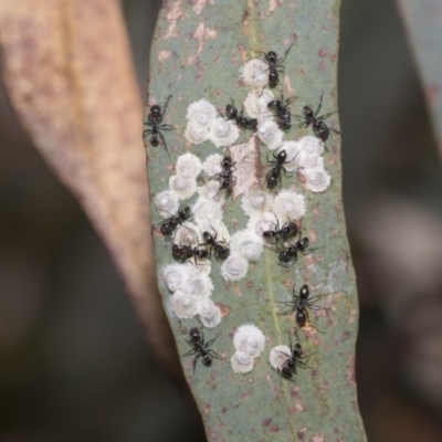 Glycaspis sp. (genus) (Unidentified sugary lerp) at Higgins Woodland - 23 Dec 2022 by AlisonMilton