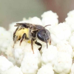 Lasioglossum (Chilalictus) sp. (genus & subgenus) (Halictid bee) at Pomaderris Nature Reserve - 19 Nov 2023 by ConBoekel