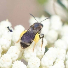 Lasioglossum (Chilalictus) sp. (genus & subgenus) at Pomaderris Nature Reserve - 19 Nov 2023 11:37 AM