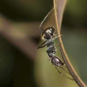 Camponotus suffusus at Higgins, ACT - 23 Dec 2022