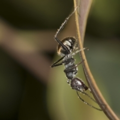 Camponotus suffusus (Golden-tailed sugar ant) at Higgins, ACT - 23 Dec 2022 by AlisonMilton