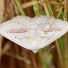 Taxeotis endela (Looper or geometer moth) at Mongarlowe, NSW - 23 Nov 2023 by LisaH