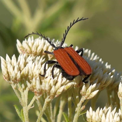 Porrostoma rhipidium (Long-nosed Lycid (Net-winged) beetle) at Gundary, NSW - 18 Nov 2023 by ConBoekel