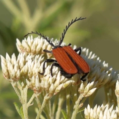 Porrostoma rhipidium (Long-nosed Lycid (Net-winged) beetle) at Gundary, NSW - 18 Nov 2023 by ConBoekel
