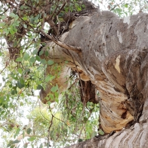 Eucalyptus polyanthemos subsp. polyanthemos at Red Hill Nature Reserve - 23 Nov 2023