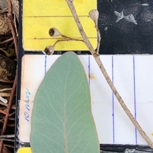 Eucalyptus polyanthemos subsp. polyanthemos at Red Hill Nature Reserve - 23 Nov 2023