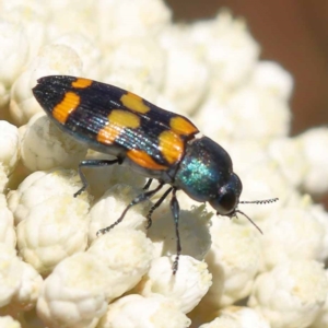 Castiarina livida at Pomaderris Nature Reserve - 19 Nov 2023