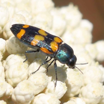 Castiarina livida (Jewel Beetle) at Pomaderris Nature Reserve - 19 Nov 2023 by ConBoekel