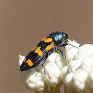 Castiarina livida at Pomaderris Nature Reserve - 19 Nov 2023