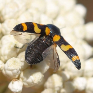 Castiarina livida at Pomaderris Nature Reserve - 19 Nov 2023