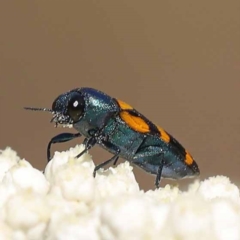 Castiarina livida at Pomaderris Nature Reserve - 19 Nov 2023