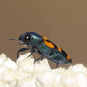 Castiarina livida at Pomaderris Nature Reserve - 19 Nov 2023