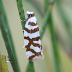 Technitis desmotana (A tortrix or leafroller moth) at QPRC LGA - 23 Nov 2023 by LisaH