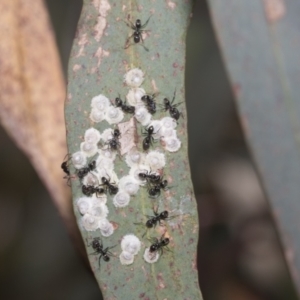 Dolichoderinae (subfamily) at Higgins Woodland - 23 Dec 2022 10:42 AM