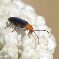 Adoxia benallae (Leaf beetle) at Pomaderris Nature Reserve - 19 Nov 2023 by ConBoekel