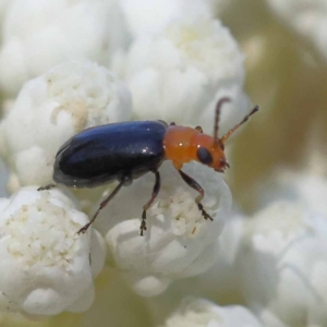 Adoxia benallae at Pomaderris Nature Reserve - 19 Nov 2023 10:05 AM