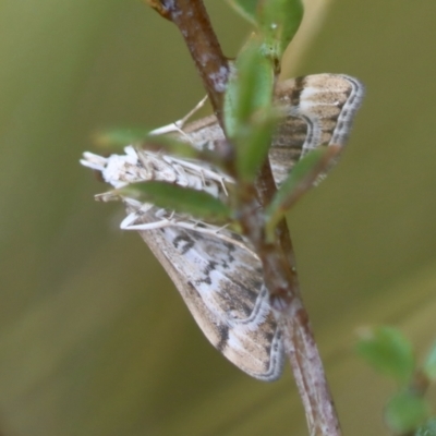 Nacoleia rhoeoalis (Spilomelinae) at Mongarlowe, NSW - 23 Nov 2023 by LisaH