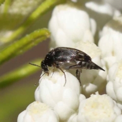 Mordellidae (family) (Unidentified pintail or tumbling flower beetle) at Pomaderris Nature Reserve - 18 Nov 2023 by ConBoekel