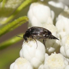Mordellidae (family) (Unidentified pintail or tumbling flower beetle) at Gundary, NSW - 18 Nov 2023 by ConBoekel