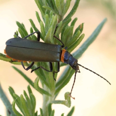 Chauliognathus lugubris (Plague Soldier Beetle) at Pomaderris Nature Reserve - 19 Nov 2023 by ConBoekel