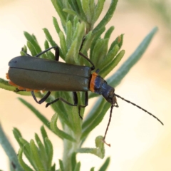 Chauliognathus lugubris (Plague Soldier Beetle) at Pomaderris Nature Reserve - 18 Nov 2023 by ConBoekel