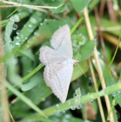 Taxeotis endela (Looper or geometer moth) at Mongarlowe River - 23 Nov 2023 by LisaH