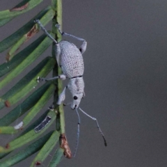 Merimnetes oblongus (Radiata pine shoot weevil) at Pomaderris Nature Reserve - 19 Nov 2023 by ConBoekel