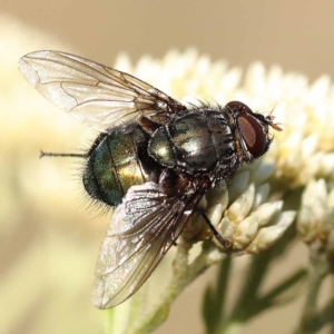 Rutilia (Microrutilia) sp. (genus & subgenus) at Pomaderris Nature Reserve - 19 Nov 2023 07:41 AM