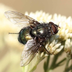 Rutilia (Microrutilia) sp. (genus & subgenus) (A Bristle fly) at Pomaderris Nature Reserve - 18 Nov 2023 by ConBoekel