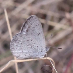 Erina acasta (Blotched Dusky-blue) at Pomaderris Nature Reserve - 19 Nov 2023 by ConBoekel