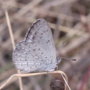 Erina acasta at Pomaderris Nature Reserve - 19 Nov 2023 11:19 AM